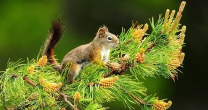 3 клас. Unit 7. ”Nature and Animals”(Природа і тварини)